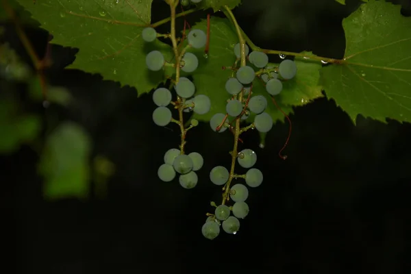 Racimos Verdes Uvas Hojas Verdes Después Lluvia —  Fotos de Stock