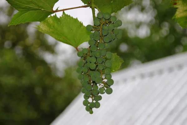 Grüne Trauben Und Trauben Und Grüne Blätter Nach Regen — Stockfoto