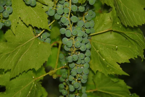 Feixes Uvas Verdes Folhas Verdes Após Chuva — Fotografia de Stock