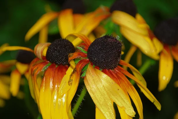 Flores Amarillas Negras Después Lluvia — Foto de Stock