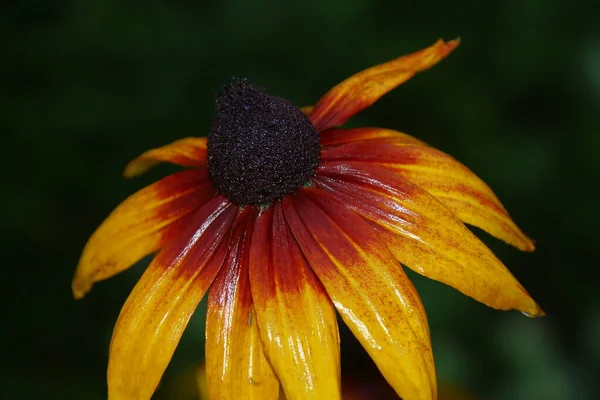 Flores Amarillas Negras Después Lluvia — Foto de Stock