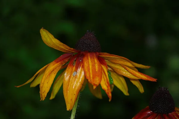 Geel Zwarte Bloemen Regen — Stockfoto