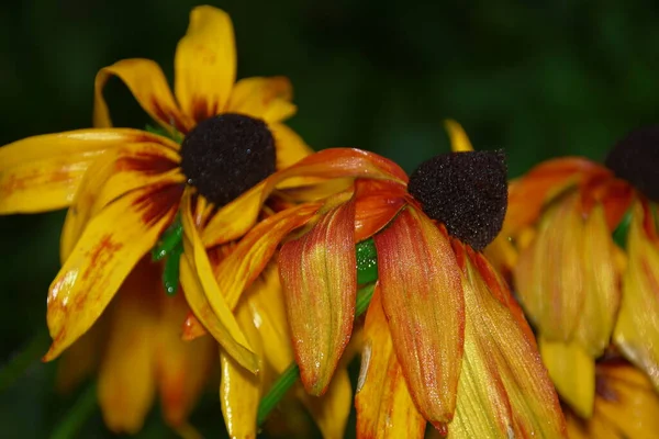 Fiori Giallo Neri Dopo Pioggia — Foto Stock