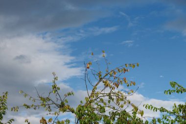 Güzel mavi gökyüzü ve güçlü bir fırtınadan sonra beyaz bulutlar