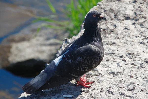 Pombo Selvagem Sentado Uma Pedra — Fotografia de Stock