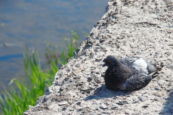 Wild Pigeon Sitting Stone — Stock Photo, Image