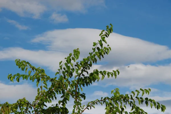 Прекрасне Блакитне Небо Білі Хмари Після Сильної Грози — стокове фото