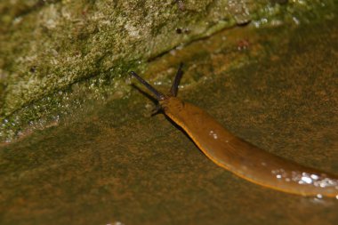 Kaygan sarı bir salyangoz yağmurdan sonra yerde sürünür.