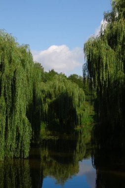 Ağustosta parkta güzel bir manzara. Verbolis, nehir ve ağaçlar