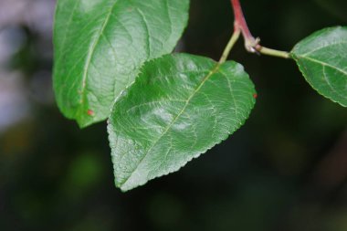 Yağmurdan sonra bir ağacın yeşil yaprakları