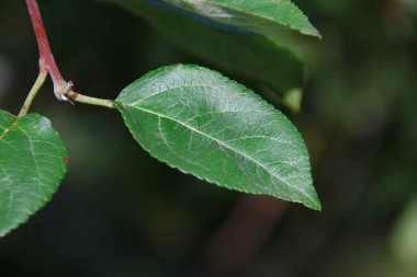 Yağmurdan sonra bir ağacın yeşil yaprakları