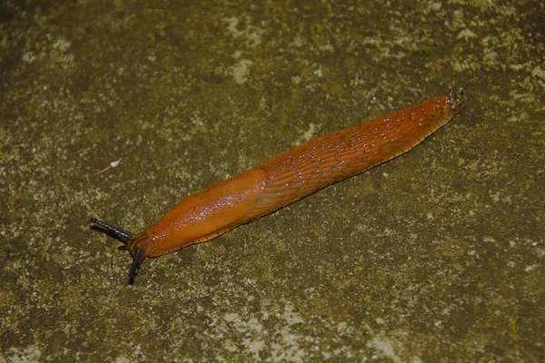 Una Chiocciola Gialla Scivolosa Striscia Terra Dopo Pioggia — Foto Stock