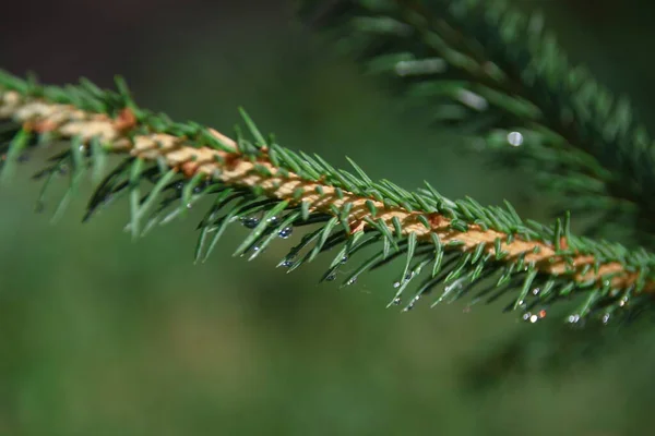 Green Branches Christmas Tree Rain — Stock Photo, Image