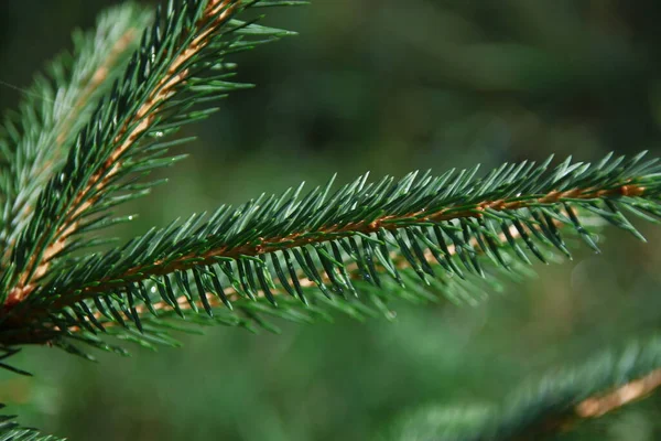 雨の後のクリスマスツリーの緑の枝 — ストック写真