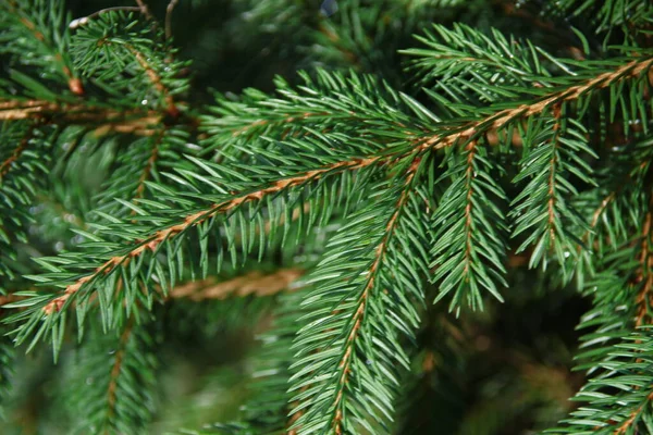 Las Ramas Verdes Del Árbol Navidad Después Lluvia —  Fotos de Stock