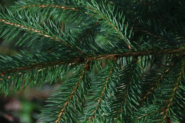 Groene Takken Van Een Kerstboom Regen — Stockfoto