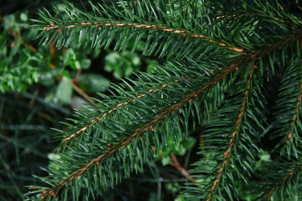 雨の後のクリスマスツリーの緑の枝 — ストック写真