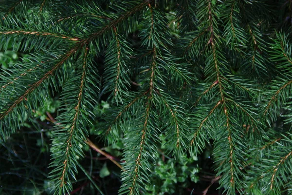 Yağmurdan Sonra Bir Noel Ağacının Yeşil Dalları — Stok fotoğraf