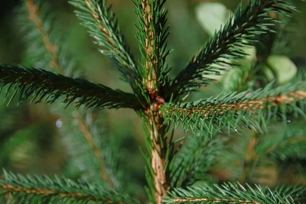 雨の後のクリスマスツリーの緑の枝 — ストック写真