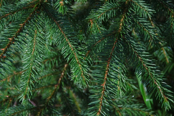 Ramos Verdes Uma Árvore Natal Depois Chuva — Fotografia de Stock