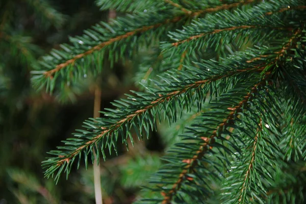 雨の後のクリスマスツリーの緑の枝 — ストック写真