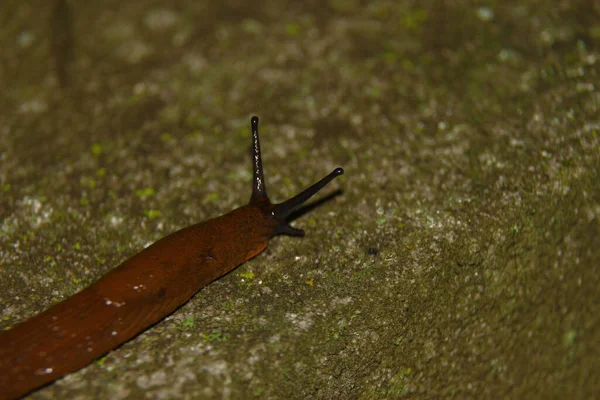 Una Chiocciola Gialla Scivolosa Striscia Terra Dopo Pioggia — Foto Stock