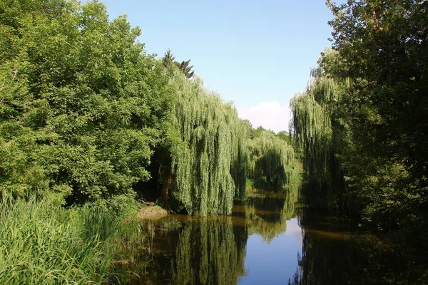 8月の公園の美しい風景 ヴェルボリス川と木 — ストック写真
