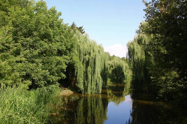 stock image Beautiful landscape in the park in August. Verbolis, river and trees