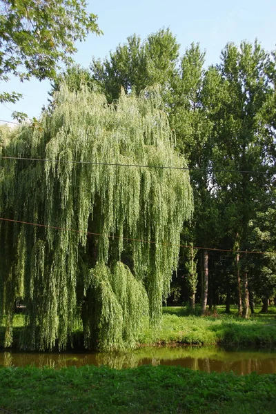 Ağustosta Parkta Güzel Bir Manzara Verbolis Nehir Ağaçlar — Stok fotoğraf