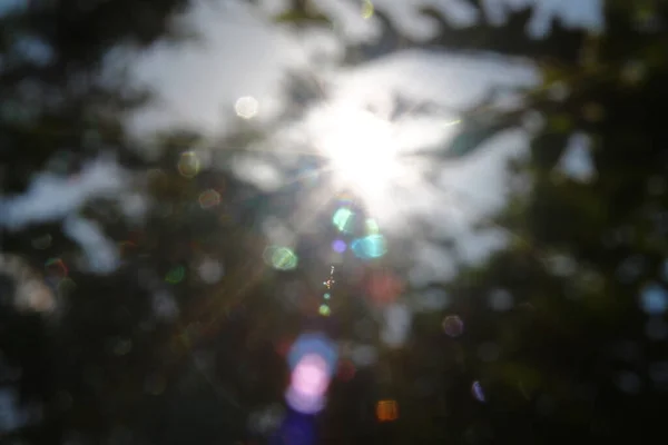 Сонячні Промені Дефокусі Фоні Лісу — стокове фото