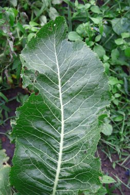 Bahçede yağmurdan sonra yeşil lahana yaprakları