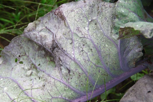 庭の雨の後の緑のキャベツの葉 — ストック写真