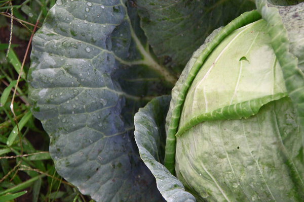 Green cabbage leaves after rain in the garden