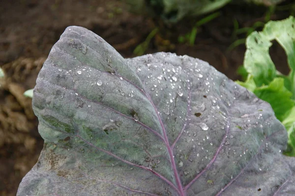 Green Cabbage Leaves Rain Garden — Stock Photo, Image