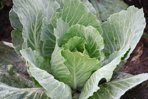 Foglie Cavolo Verde Dopo Pioggia Giardino — Foto Stock