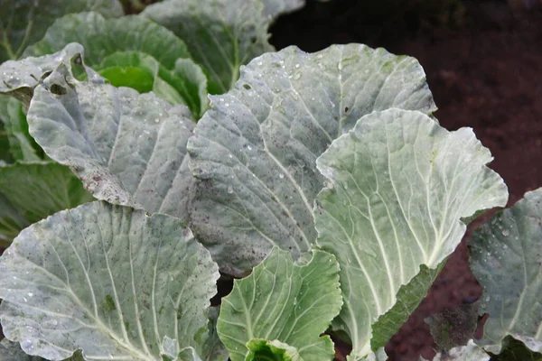 Foglie Cavolo Verde Dopo Pioggia Giardino — Foto Stock