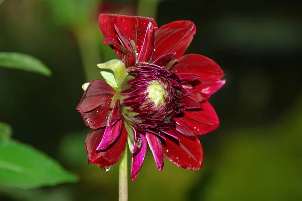 雨の後 庭に花弁のある美しい赤い花 — ストック写真