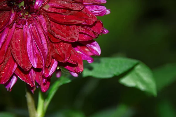 Yağmurdan Sonra Bahçede Taç Yaprakları Olan Güzel Kırmızı Çiçek — Stok fotoğraf