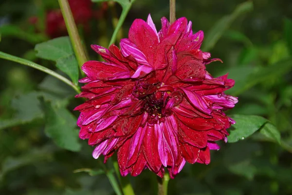 Yağmurdan Sonra Bahçede Taç Yaprakları Olan Güzel Kırmızı Çiçek — Stok fotoğraf
