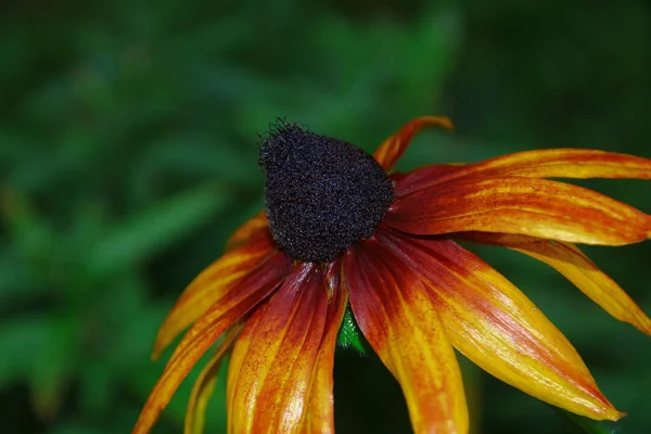 雨の後 庭に花弁のある美しい黄色の花 — ストック写真