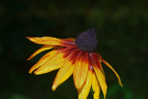 Hermosa Flor Amarilla Con Pétalos Jardín Después Lluvia — Foto de Stock