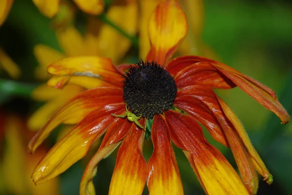 Hermosa Flor Amarilla Con Pétalos Jardín Después Lluvia — Foto de Stock