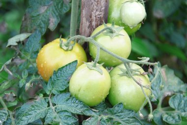 Bahçedeki büyük yeşil meyveler