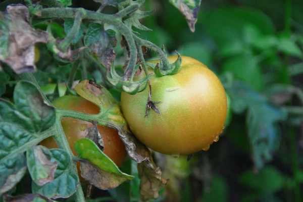 Grands Fruits Verts Délices Dans Jardin — Photo