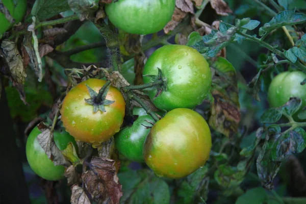 Große Grüne Früchte Der Genüsse Garten — Stockfoto