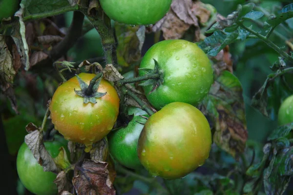 Μεγάλα Πράσινα Φρούτα Των Απολαύσεων Στον Κήπο — Φωτογραφία Αρχείου