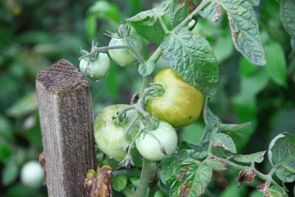 Grands Fruits Verts Délices Dans Jardin — Photo