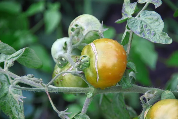 Grands Fruits Verts Délices Dans Jardin — Photo