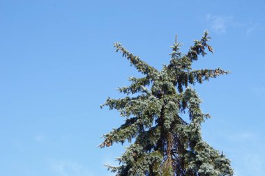 Ağustosta beyaz bulutlar üzerinde güzel mavi gökyüzü