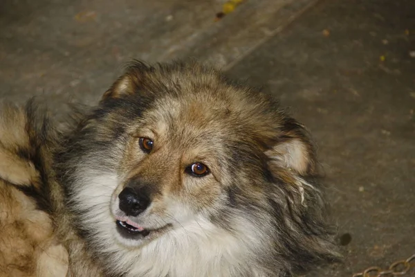 Собака Сидит Цепи Возле Хижины — стоковое фото